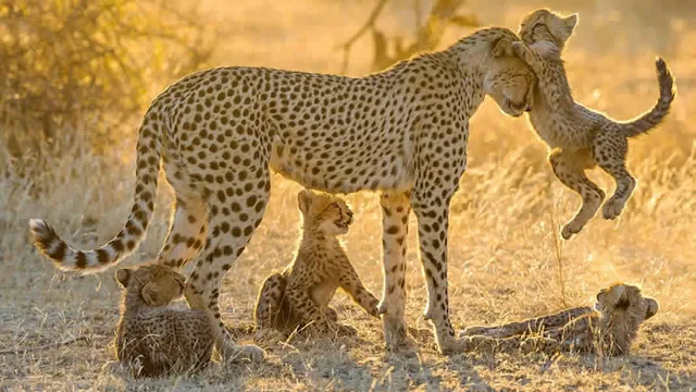 صورة صغير الفهد مع أمه