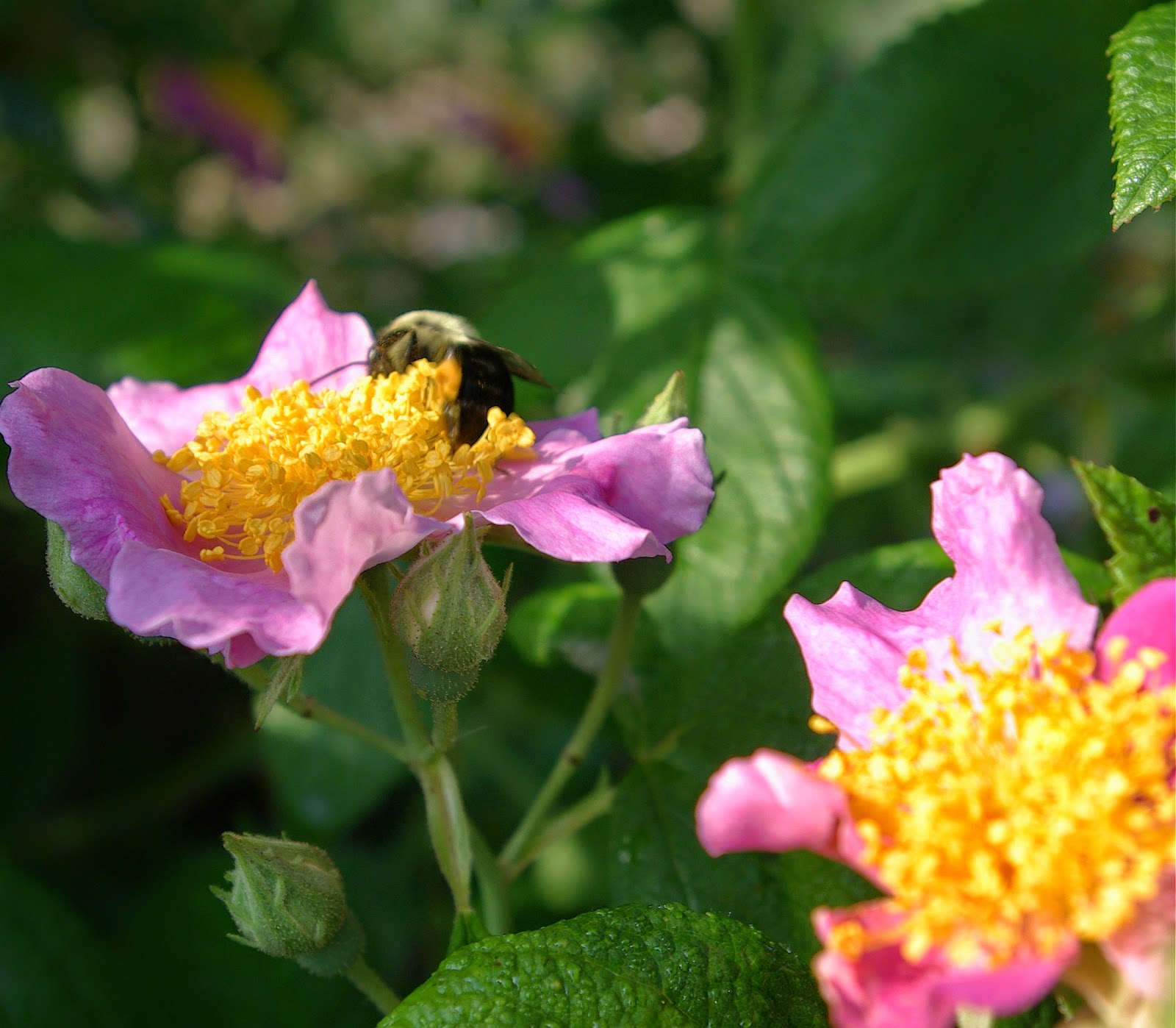 sweetbay Prairie Roses