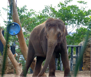 Asian elephants at Taronga