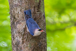 flies crow birding hong kong nuthatch fronted velvet adult
