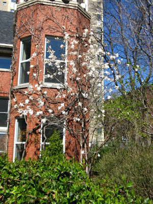 Blooming star magnolia magnolia stellata at Paul Kane House gardens by garden muses: a Toronto gardening blog