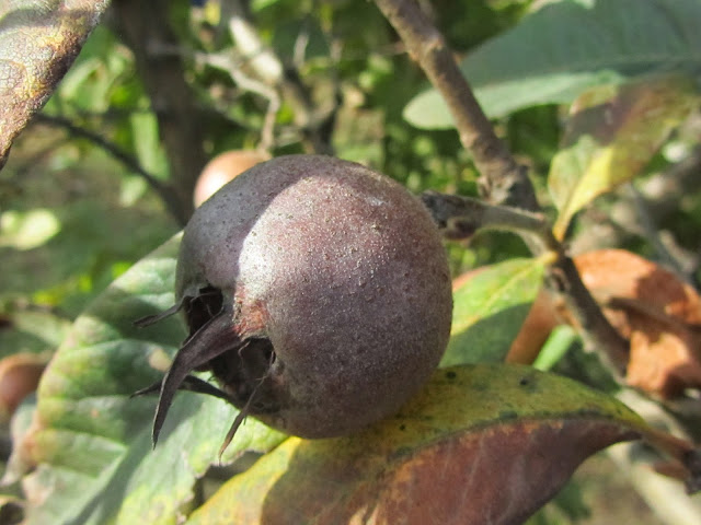 Frutto maturo Nespolo Comune