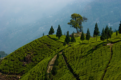 happy-valley-tea-garden, darjeeling-tea
