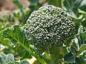  Tanaman brokoli yakni flora dari suku kubis Manfaat & Khasiat Tanaman Brokoli (Brassica Oleracea Var. Italica)