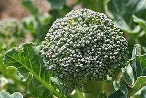 Manfaat Dan Khasiat Tanaman Brokoli (Brassica Oleracea Var. Italica)