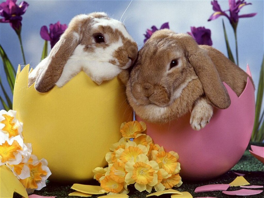D'où vient le lapin de Pâques