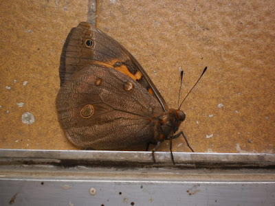 Marii♥: Borboleta Marrom