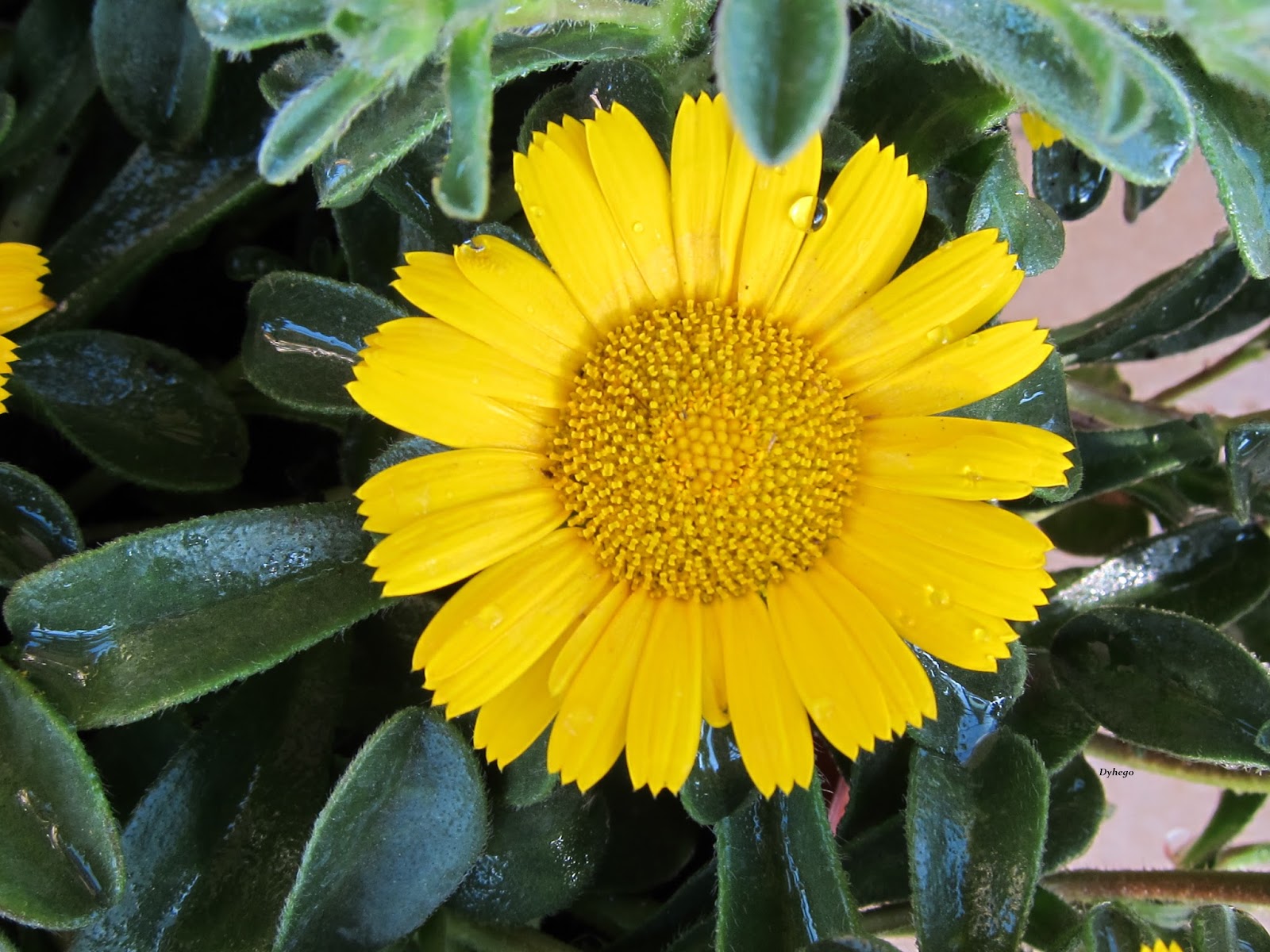 Errante fugacidad Flor amarilla