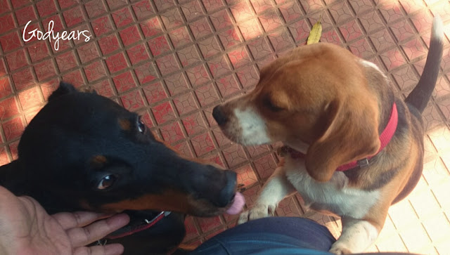 You can see the beagle being jealous of the doberman being petted