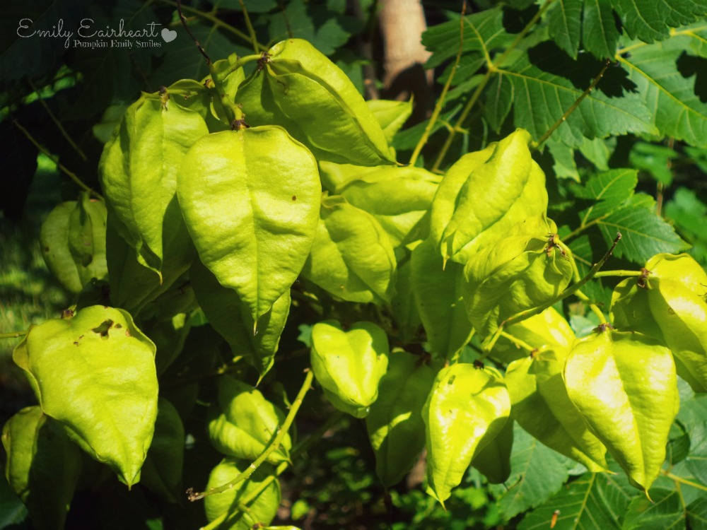 Green leaves from a tree