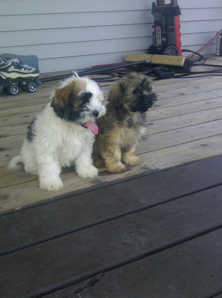 My Life in North Dakota Pin Tzu (Miniature Pinscher Shih Tzu Cross)