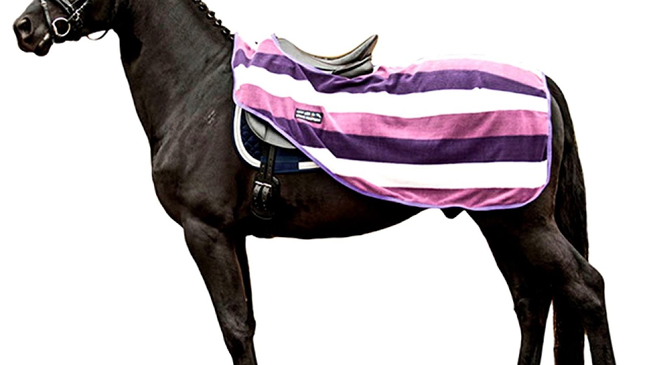 Horse Strap On Horse Choices