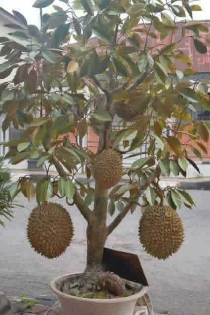 Berita TV Malaysia: siapa sangka pokok durian kini dah boleh tanam dlm pasu