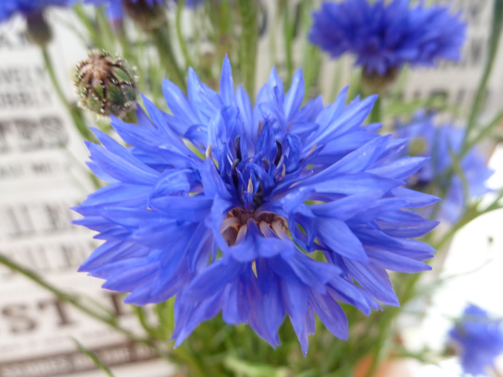 Bishty: Cornflower Blue