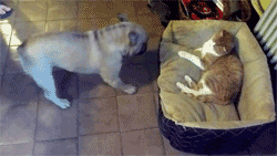 4.gif
