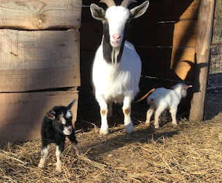 birth of a baby goat, spring on the homestead, baby goats, pygmy goats, nubian goats, 