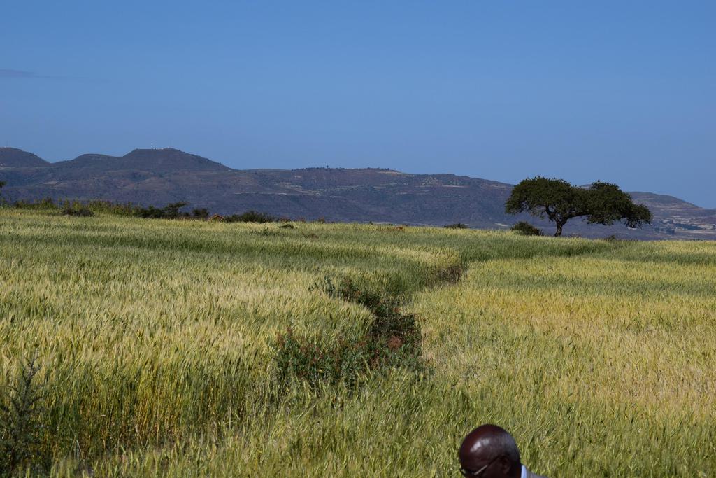 Eritrea AfDB supports inclusive growth through agriculture and