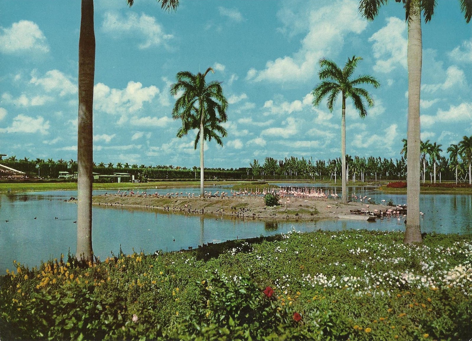Vintage Travel Postcards: Hialeah Race Course, Miami, Florida