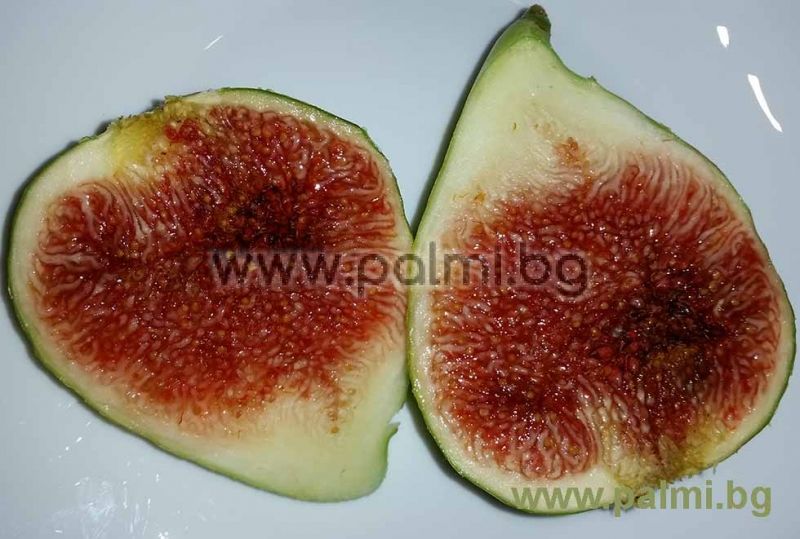 Croatian Yellow Giant Fig Var Tin