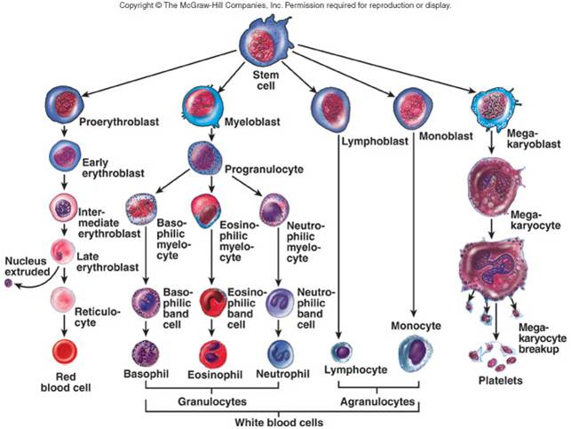 Download Fungsi dan Ciriciri Sel Darah Manusia