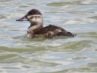 Tule Lake National Wildlife Refuge California birding hotspot