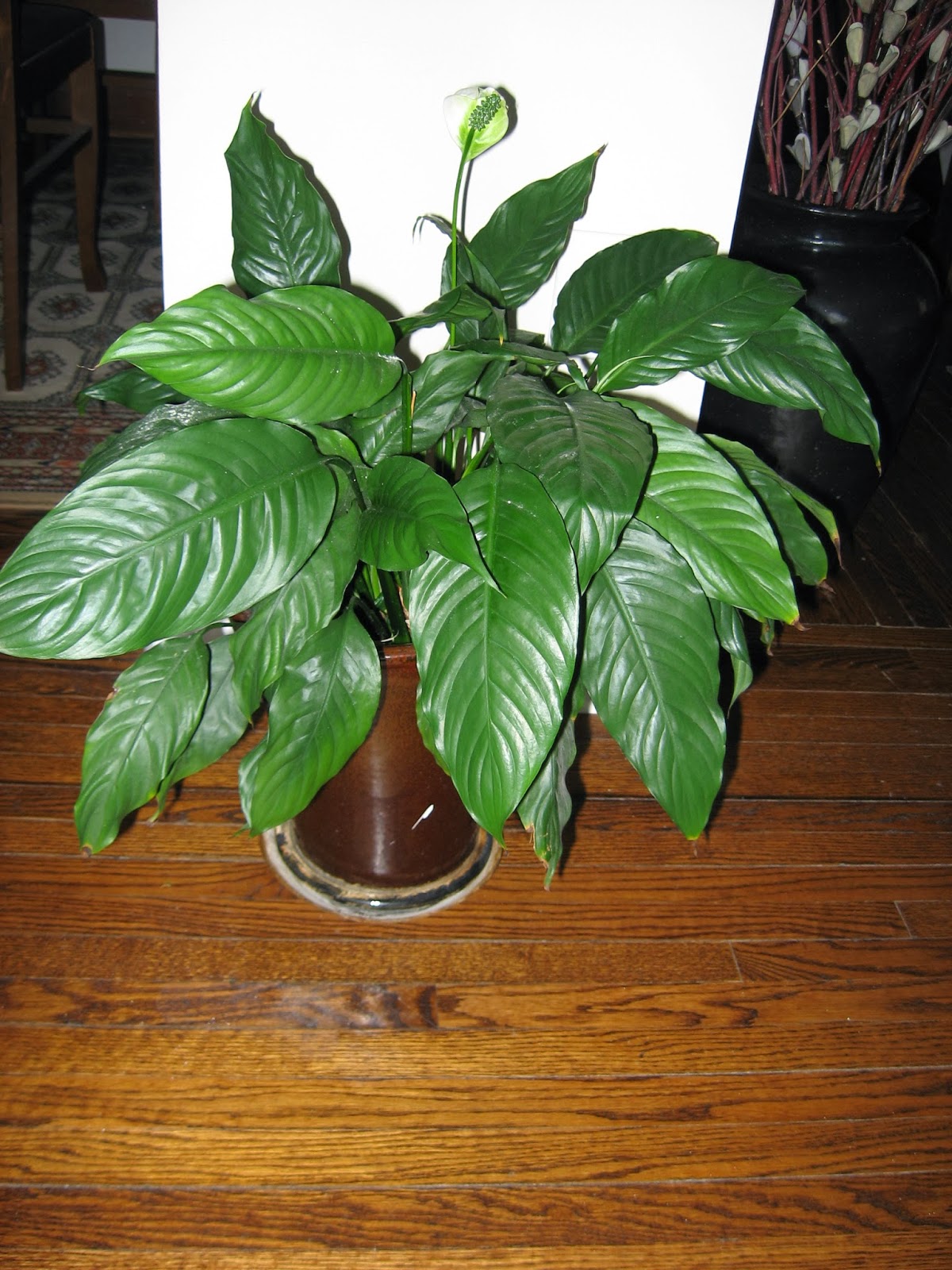 Heidi Horticulture Peace Lily (Spathiphyllum) Brown Tips