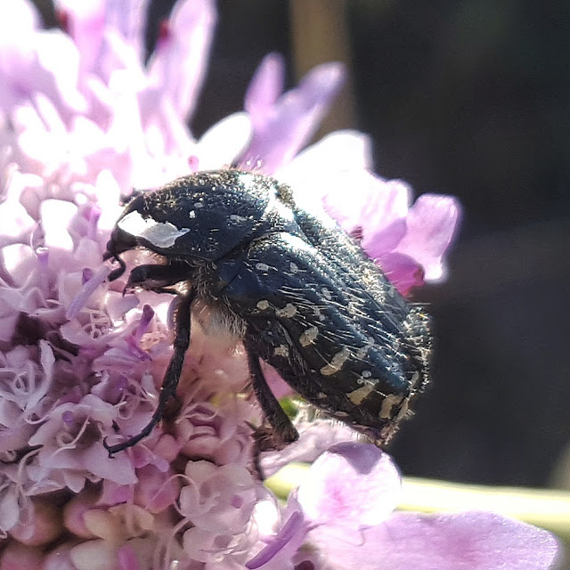 Oxythyrea funesta - Escarabajo del sudario