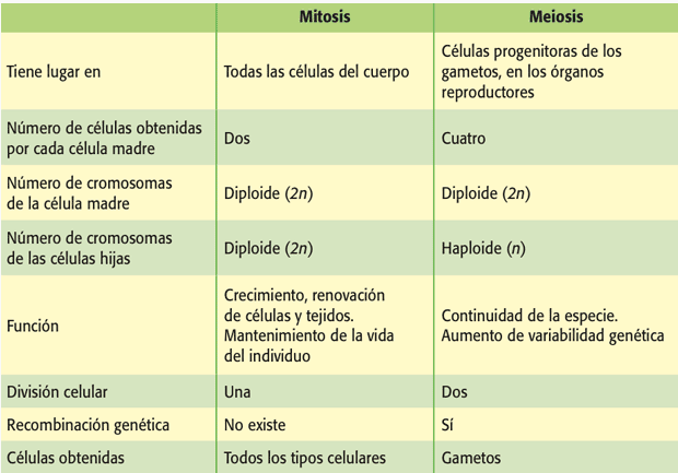 Diferencia entre lipólisis y cetosis