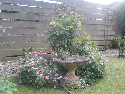 Garden ornament bird bath with geraniums and roses Green Fingered Blog