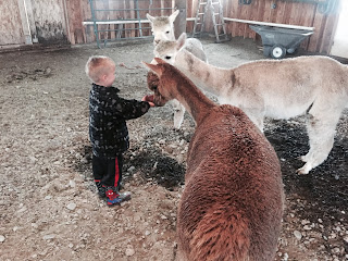 young boy feeding alpacas grain from his hand
