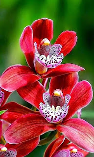 orquideas-rojas