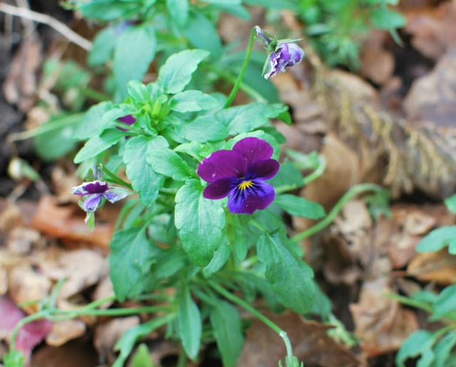 Picture of purple pansy flower
