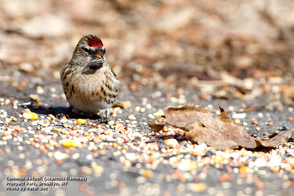 The City Birder Rare Brooklyn Bird