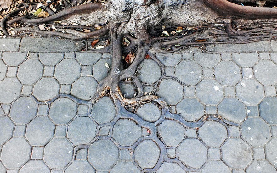 10 Tree Roots Winning Their Battle Against Concrete