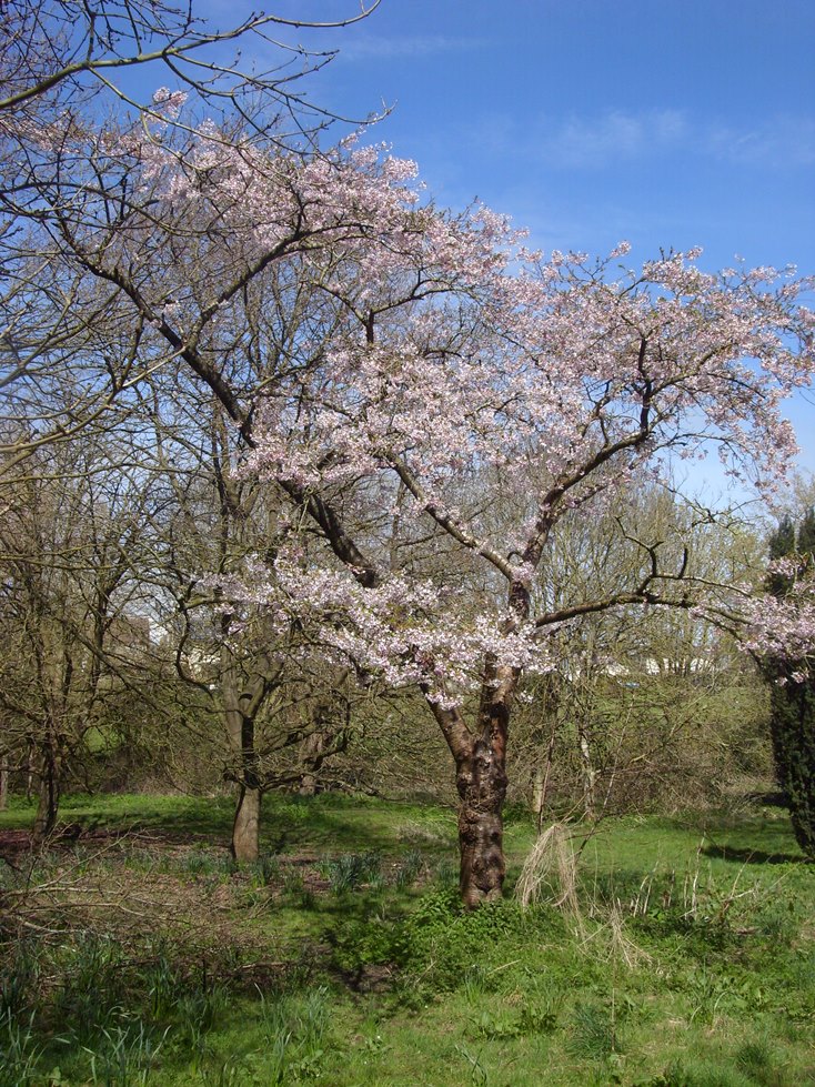 michael peverett prunus x yedoensis yoshino cherry michael peverett prunus x yedoensis yoshino cherry