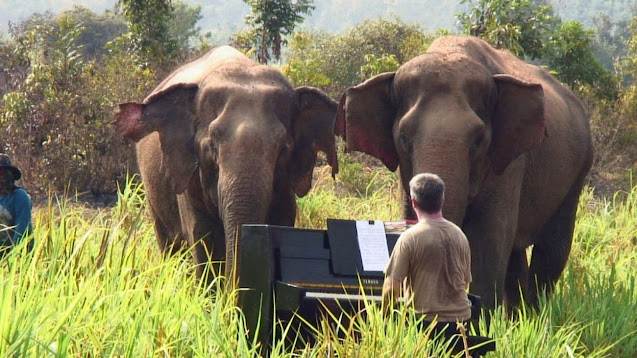 Пианист дает концерты в джунглях
