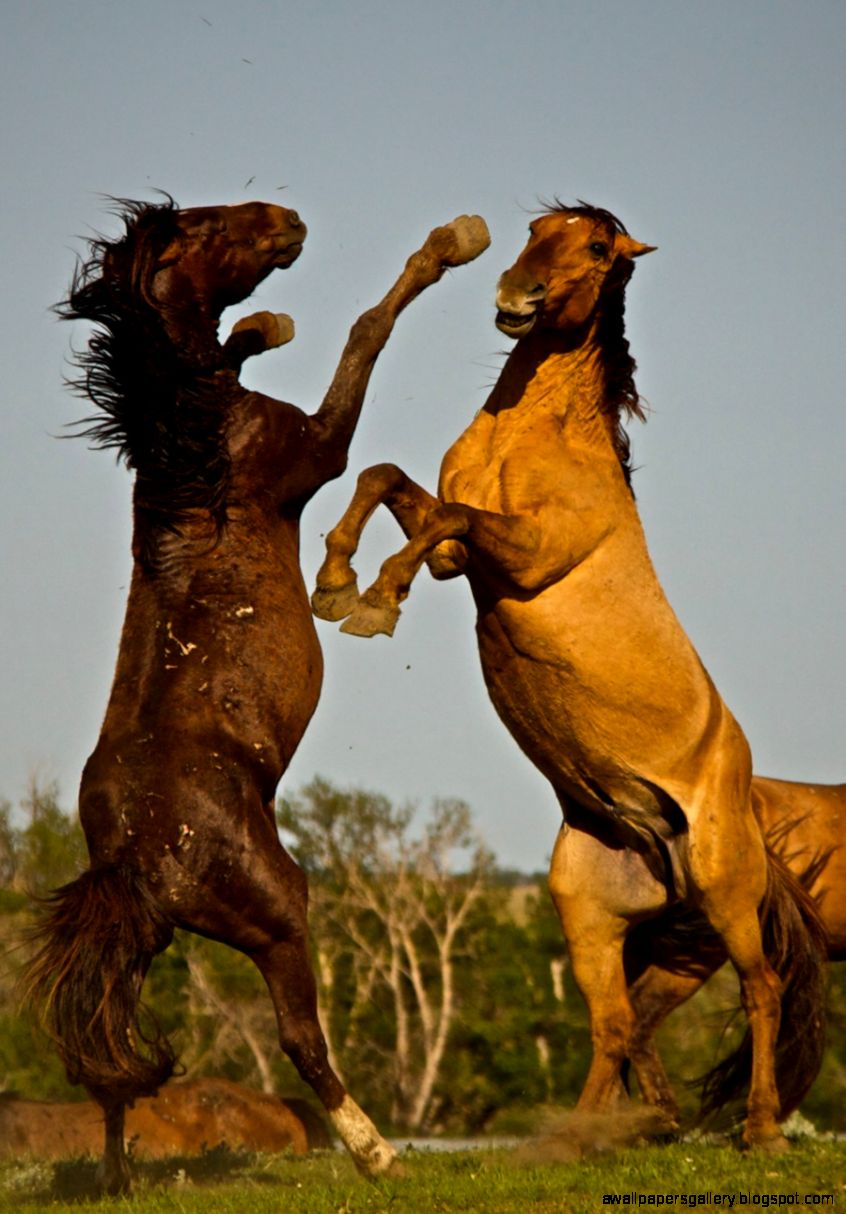 Wild Horse Fight