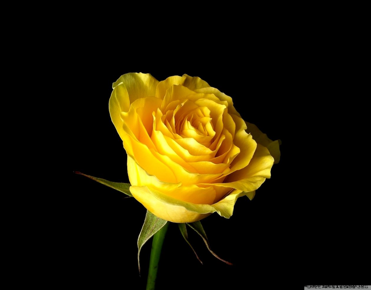 Yellow Rose On Black Background HD desktop wallpaper  Widescreen