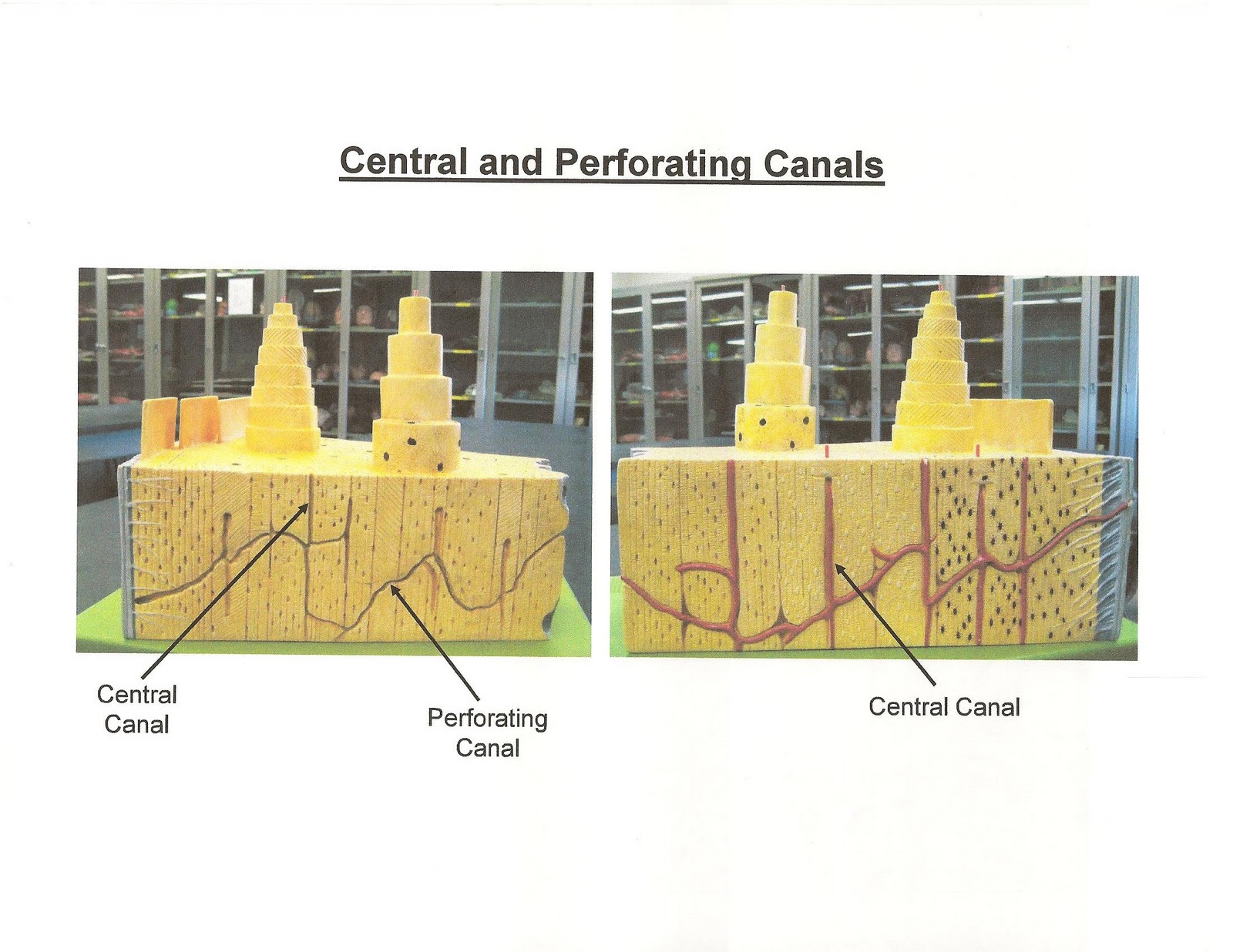 ANATOMY & PHYSIOLOGY I BIS 240 Central and Perforating Canals