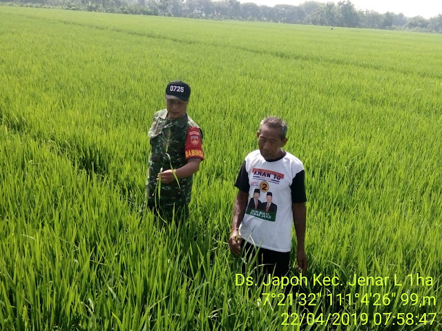 Babinsa Japoh Monitoring Tanaman Padi MT II