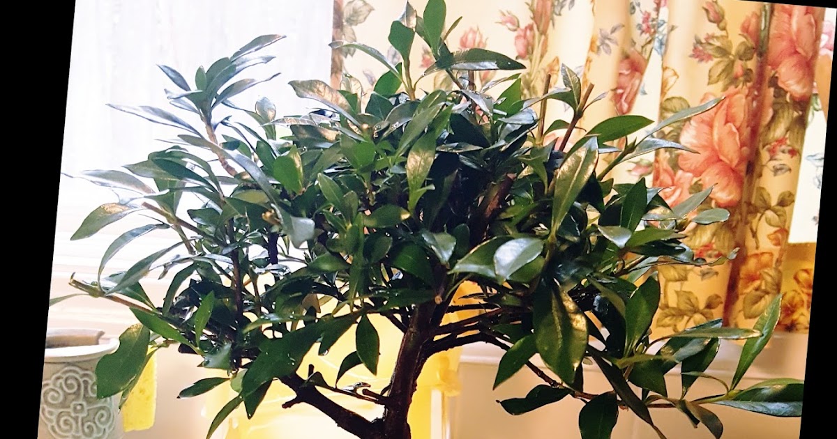 Gardenia Japonica Radicans A Bonsai for Christmas