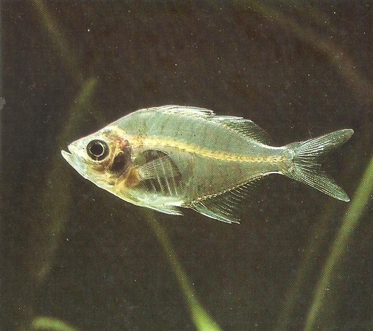 glassfish blogspot glassfish blogspot