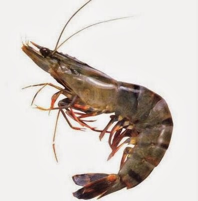 Cara Mudah Mengupas Kulit Udang Seribu Satu Cara Cara Mudah Mengupas Kulit Udang Seribu Satu Cara