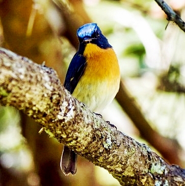 Daftar Harga Burung Tledekan Terbaru Berbagai Jenis Burung Pengicau