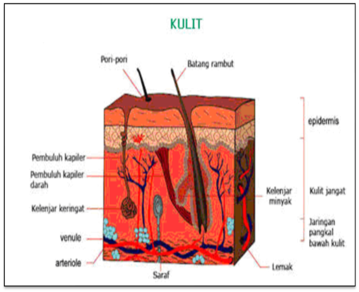 Sistem Ekskresi Pada Manusia Disertai Gambar dan Referensi - BUNGFEI.COM