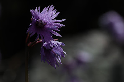 [Primulaceae] Soldanella alpina – Alpine Snowbell (Soldanella comune).