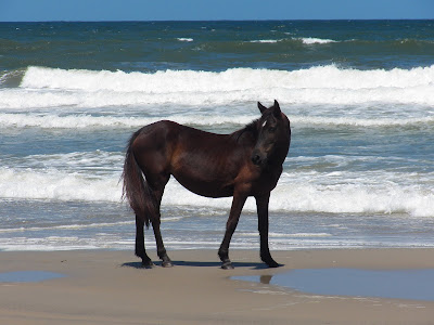 Watching another wild horse on the beach