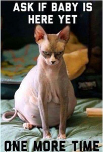 The Pierogie Mama 10 End Of Pregnancy Memes