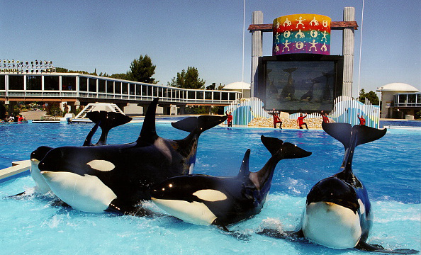 Parque SeaWorld San Diego - CityPass Parque SeaWorld San Diego - CityPass