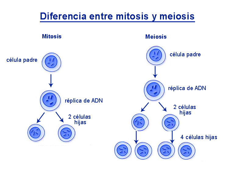 Paloma´s Blog Mitosis Y Meiosis